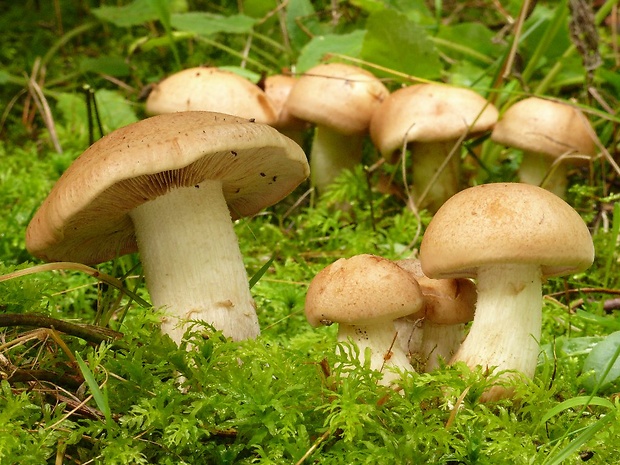 čírovka Tricholoma sp.