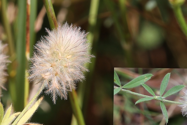 ďatelina roľná Trifolium arvense L.