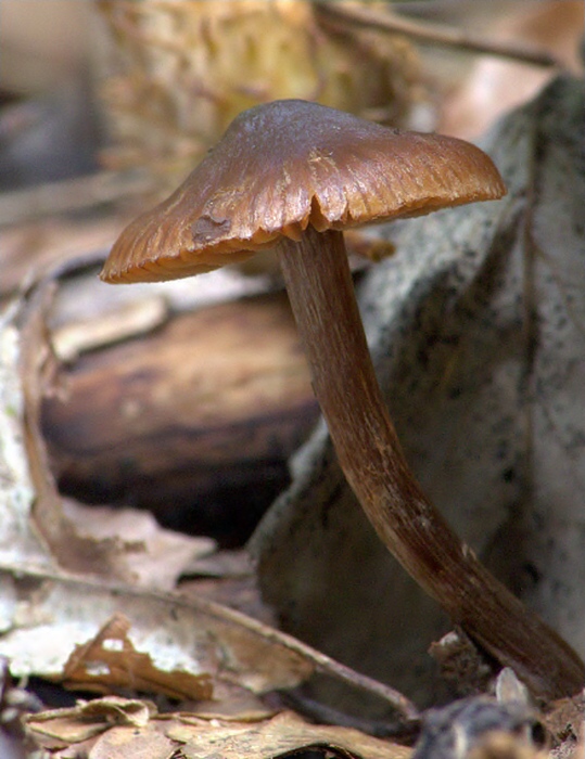 Agaricales sp.