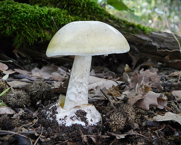 muchotrávka zelená Amanita phalloides (Vaill. ex Fr.) Link