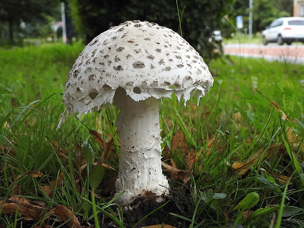 muchotrávka šiškovitá Amanita strobiliformis Gonn. & Rabenh.