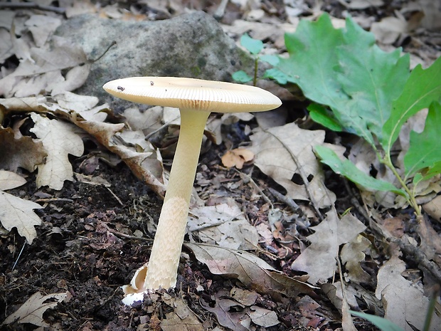 muchotrávka pošvatá Amanita vaginata (Bull.) Lam.