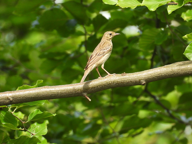 ľabtuška hôrna Anthus trivialis