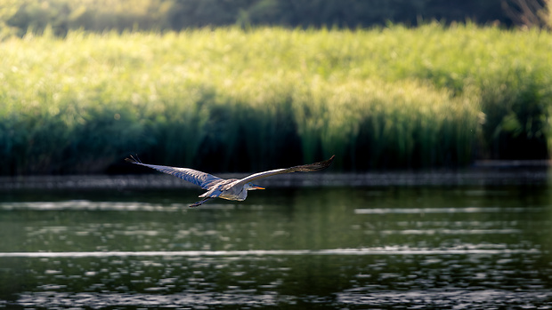 volavka popolavá Ardea cinerea