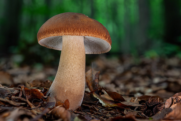 hríb dubový Boletus reticulatus Schaeff.