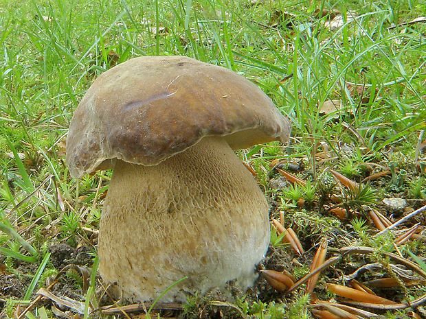 hríb dubový Boletus reticulatus Schaeff.