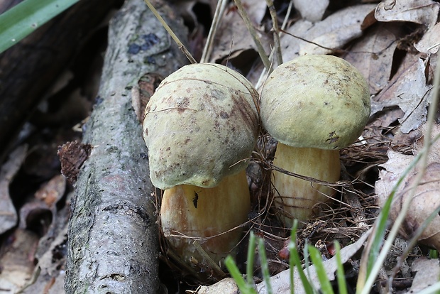 suchohríb plstnatý Boletus subtomentosus L.