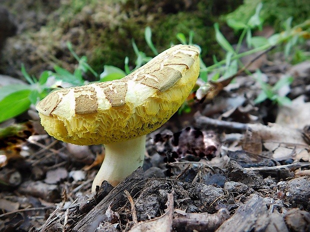 suchohríb plstnatý Boletus subtomentosus L.