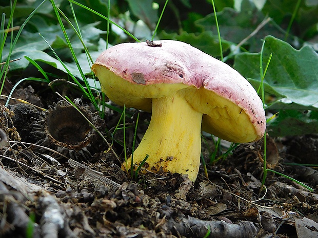 hríb kráľovský Butyriboletus regius (Krombh.) D. Arora & J.L. Frank