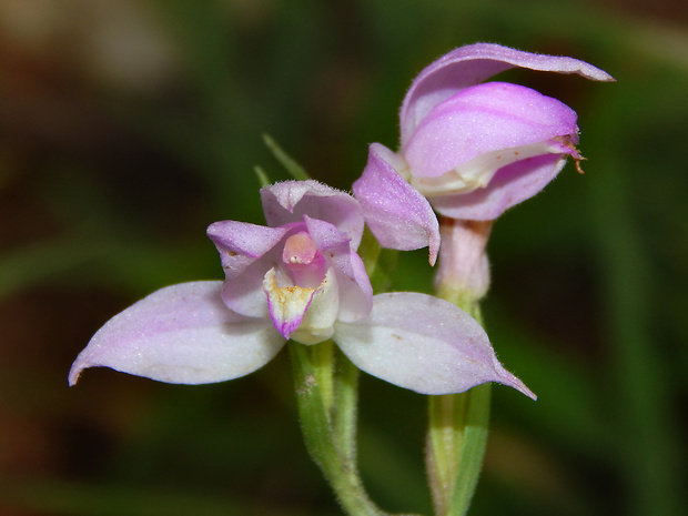 prilbovka červená Cephalanthera rubra (L.) Rich.