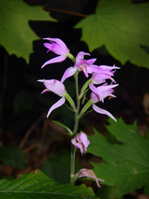 prilbovka červená Cephalanthera rubra (L.) Rich.