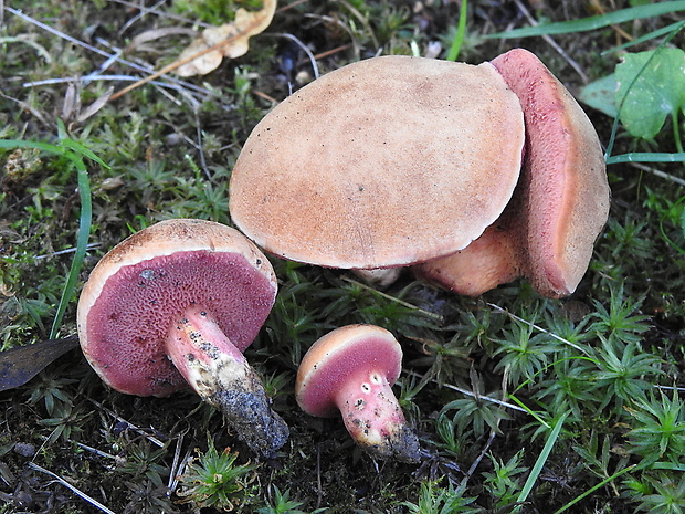 rubínovec obyčajný Chalciporus rubinus (W.G. Sm.) Singer