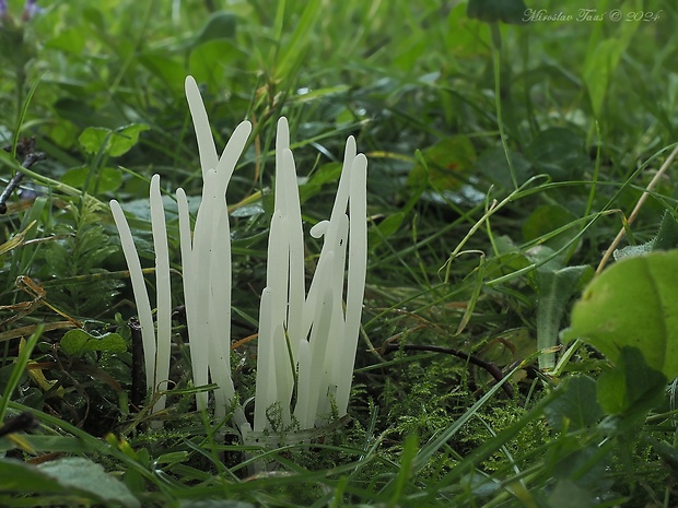 kyjačik lámavý Clavaria fragilis Holmsk.