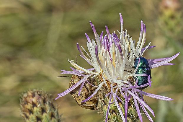 krytohlav  Cryptocephalus aureolus