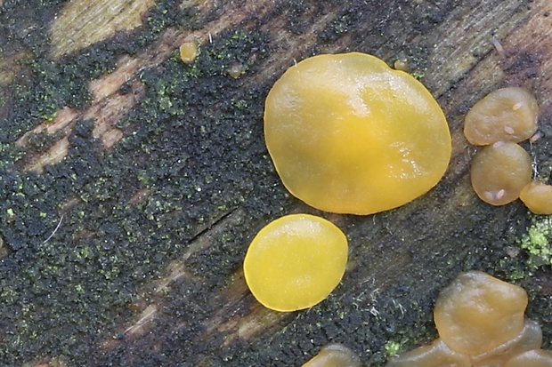 slzovec Dacrymyces sp.