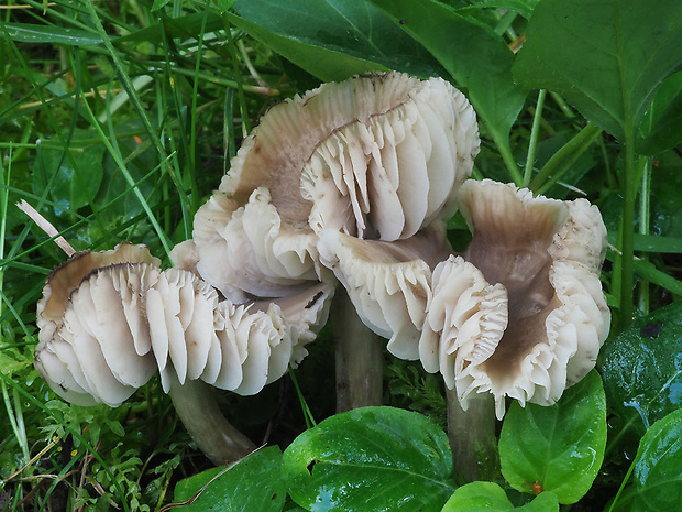 čiruľka Dermoloma magicum Arnolds