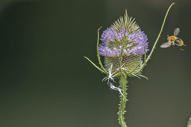 štetka lesná Dipsacus fullonum L.