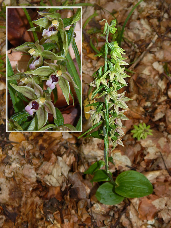 kruštík širokolistý oddialený Epipactis helleborine subsp. orbicularis (K. Richter) E. Klien