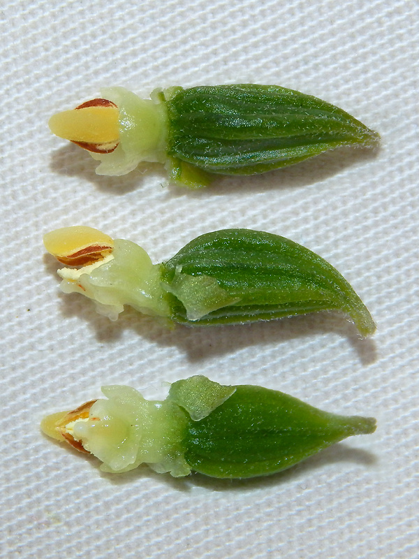 kruštík širokolistý oddialený Epipactis helleborine subsp. orbicularis (K. Richter) E. Klien