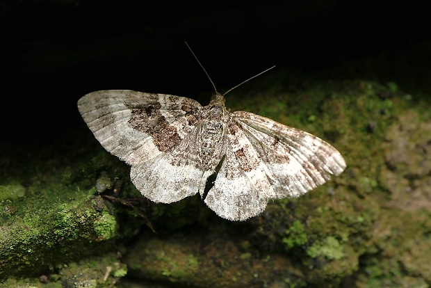 piadivka obyčajná Epirrhoe alternata