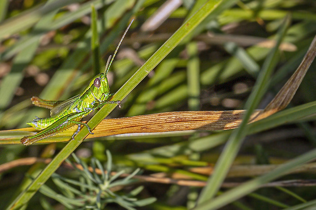 koník ♂ Euthystira brachyptera Ocskay, 1826