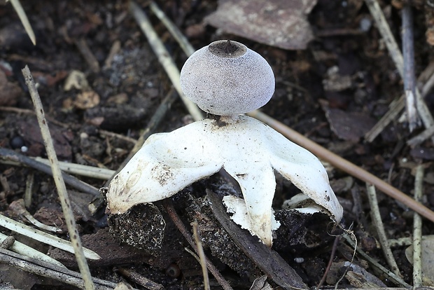 hviezdovka Geastrum britannicum J.C. Zamora