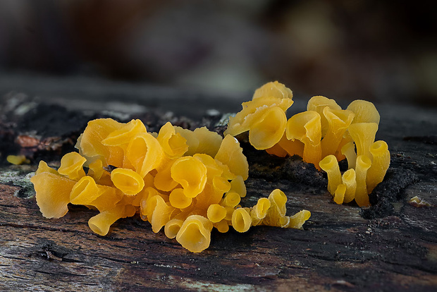 trasľavka pohárikovitá Guepiniopsis buccina (Pers.) L.L. Kenn.