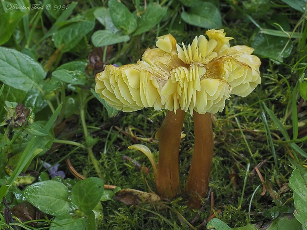 lúčnica sírovožltá Hygrocybe citrinovirens (J.E. Lange) Jul. Schäff.