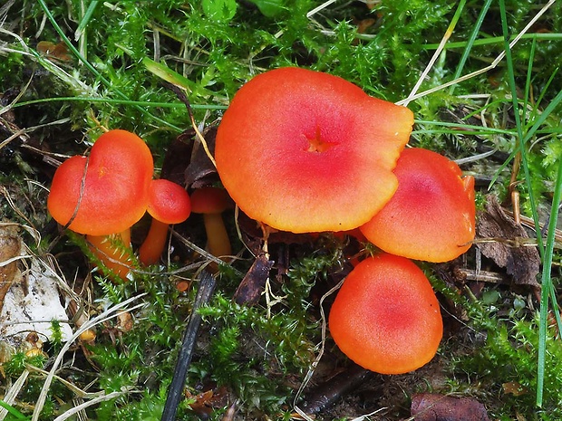 lúčnica žiarivá Hygrocybe fulgens Fuljer, Kautmanová & Boertm.