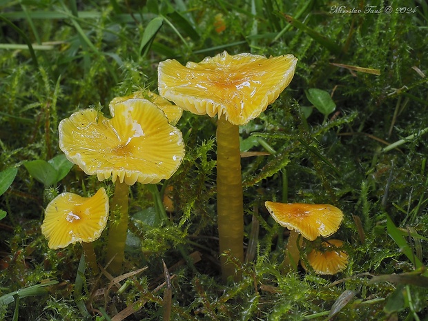 lúčnica hlienistá Hygrocybe glutinipes (J.E. Lange) R. Haller Aar.