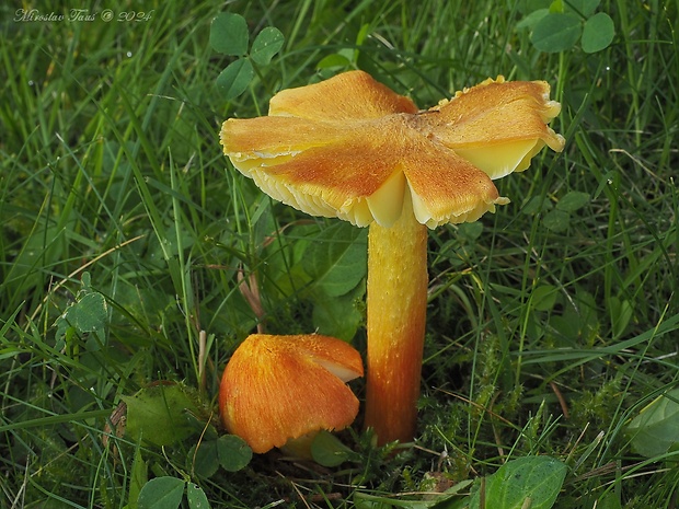 lúčnica ohnivá Hygrocybe intermedia (Pass.) Fayod