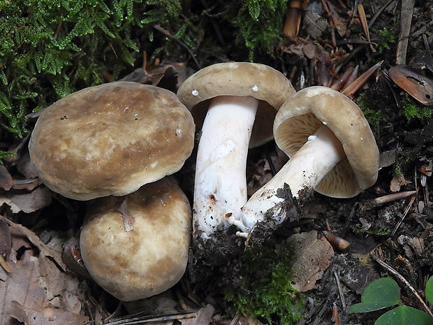 rýdzik dymovosivý Lactarius azonites (Bull.) Fr.