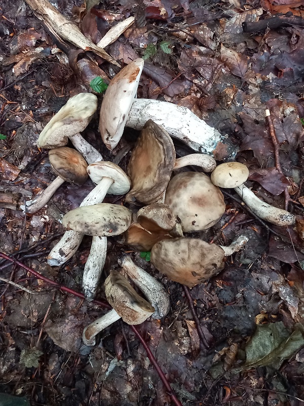 kozák hrabový Leccinum pseudoscabrum (Kallenb.) Šutara