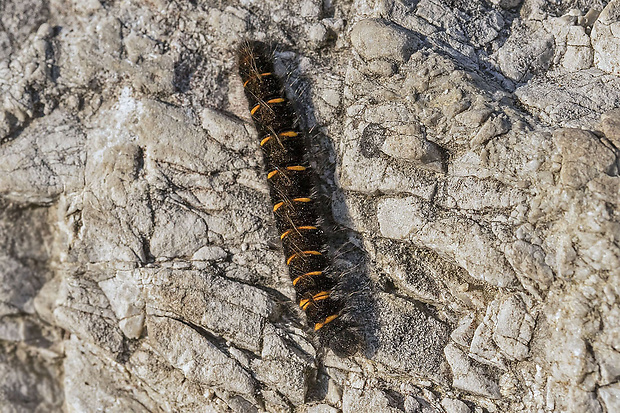 priadkovec černicový  Macrothylacia rubi