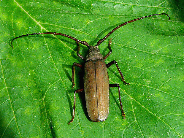 fuzáč drsnotykadlový   Megopis scabricornis