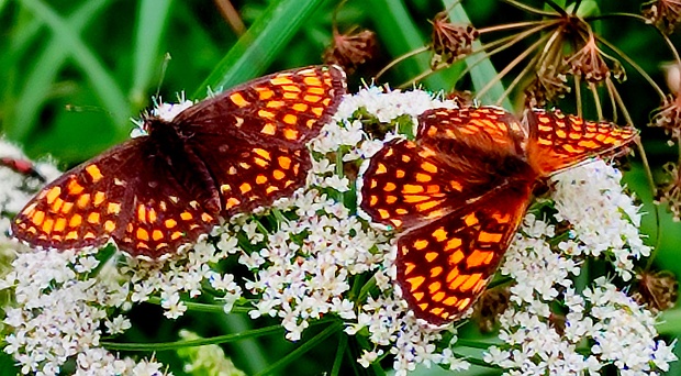 hnedáčik skorocelový  Melitaea athalia