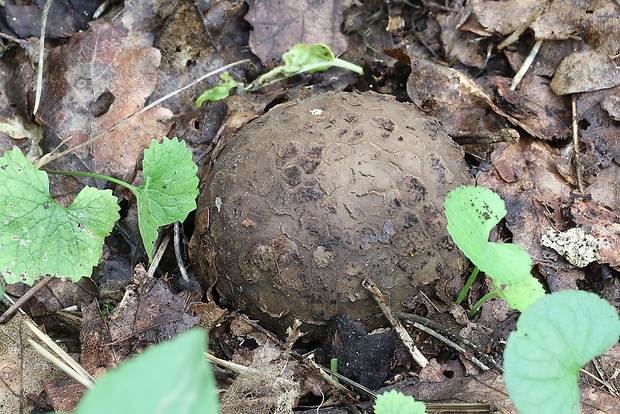 mnohokrčka dierkovaná Myriostoma coliforme (Dicks.) Corda