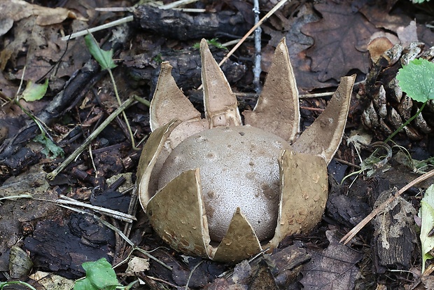 mnohokrčka dierkovaná Myriostoma coliforme (Dicks.) Corda