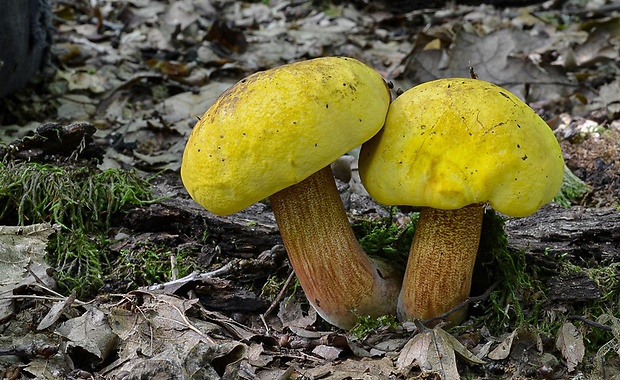 hríb zrnitohlúbikový odfarbený Neoboletus xanthopus (Quél.) Krieglst.