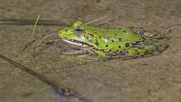 skokan zelený  Pelophylax esculentus