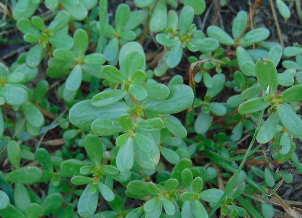 portulaka zeleninová Portulaca oleracea L.