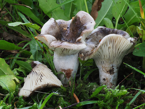 plávka hustolupeňová Russula densifolia Secr. ex Gillet