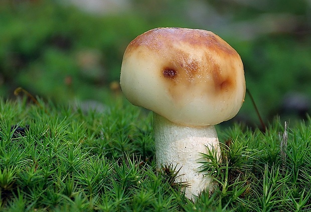 plávka smradľavá Russula foetens Pers.