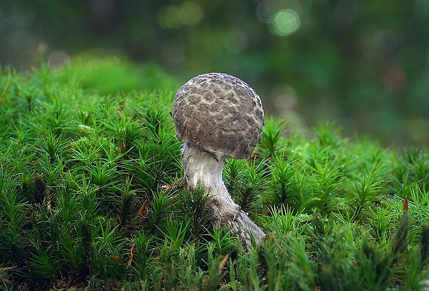 šiškovec šupinatý Strobilomyces strobilaceus (Scop.) Berk.