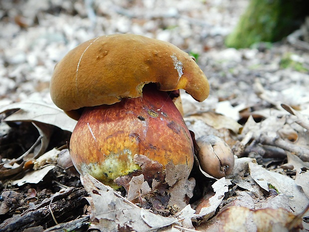 hríb zrnitohlúbikový Sutorius luridiformis (Rostk.) G. Wu & Zhu L. Yang