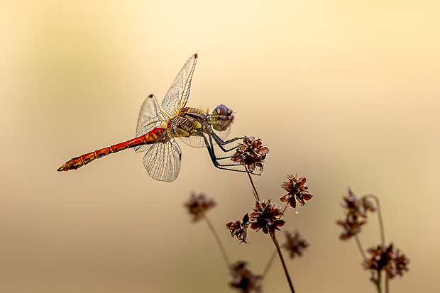 vážka červená Sympetrum sanguineum