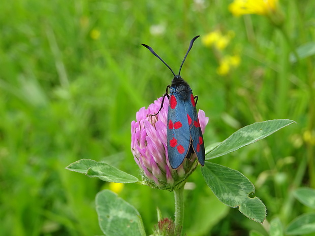 vretienka obyčajná Zygaena filipendulae