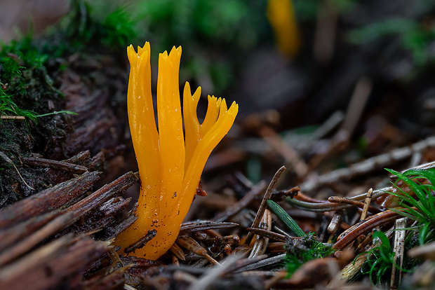 parôžkovec lepkavý Calocera viscosa (Pers.) Fr.