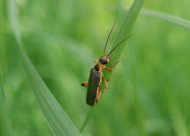 snehuľčík Cantharis nigricans