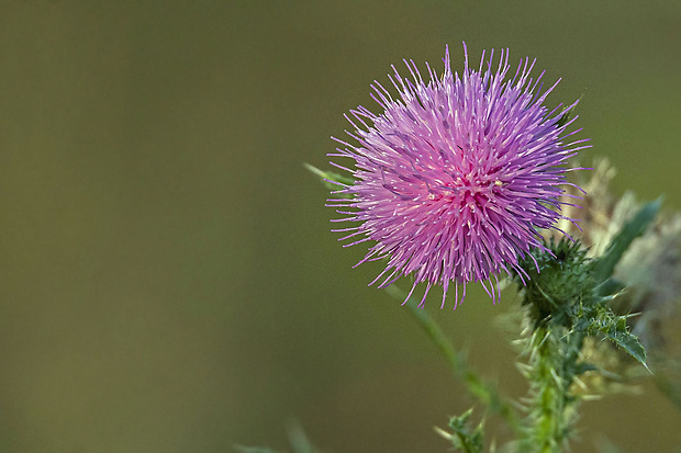 bodliak Carduus sp.